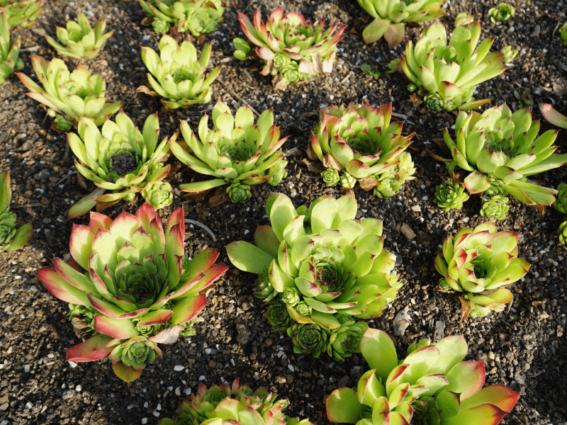 Showcase of our beautiful plants