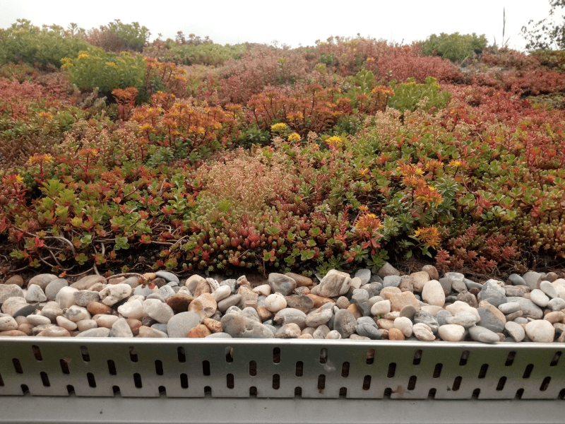 Ukázka realizace zelené střechy v Tehově