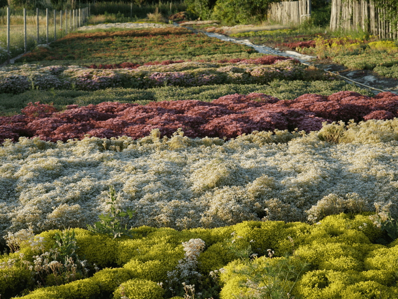 Showcase of our beautiful plants