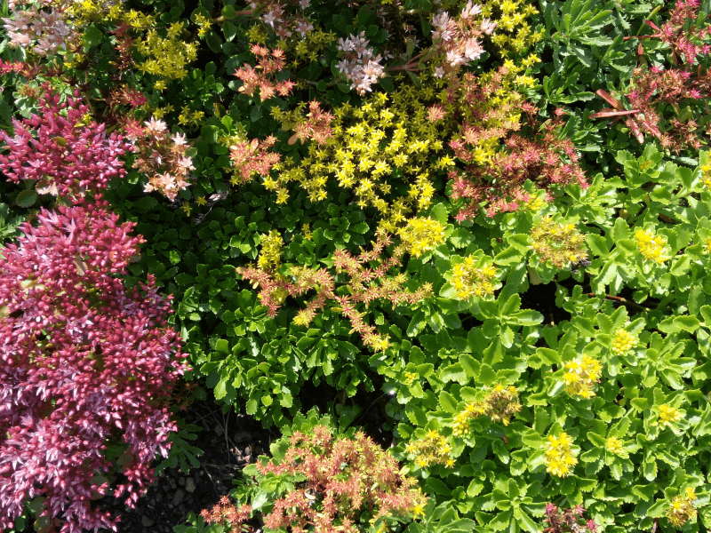 Showcase of our beautiful plants