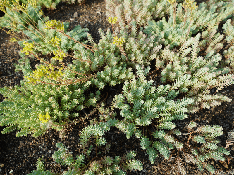 Showcase of our beautiful plants