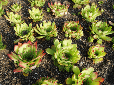 Showcase of our beautiful plants