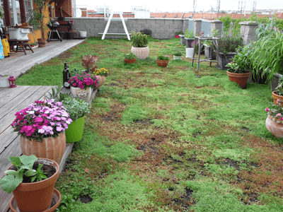 Showcase of green roof realization in Nusle