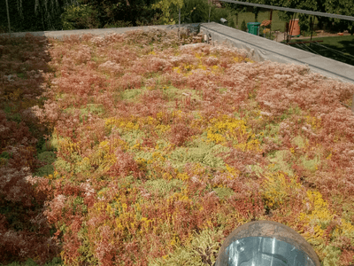 Showcase of green roof realization at Chodov