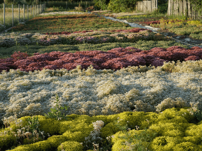 Showcase of our beautiful plants
