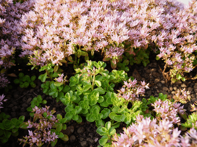 Showcase of our beautiful plants