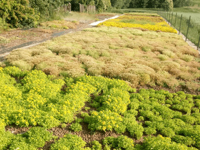 Showcase of our beautiful plants