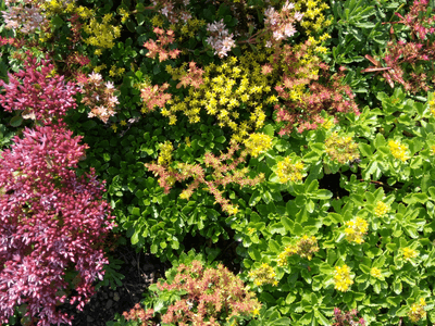 Showcase of our beautiful plants