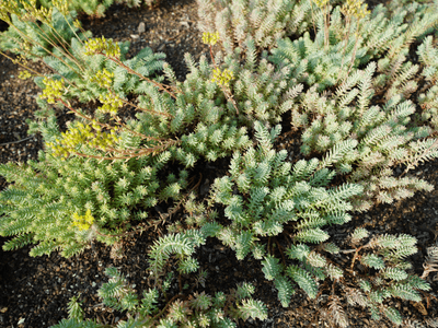 Showcase of our beautiful plants