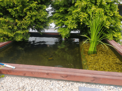 Showcase of pond realization