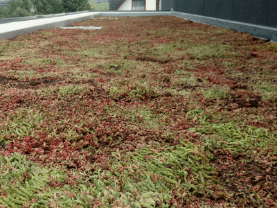 Showcase of green roof realization in Šeberov