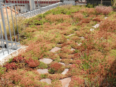 Showcase of green roof realization in Žižkov